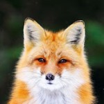 Avatar of Fox_with_Flames